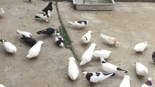 #Pigeons.Подорожник для голубей.