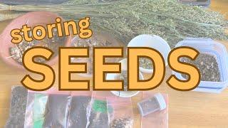 saved SEEDS! Cleaning, Viability, Germination and more  Nicole's Garden