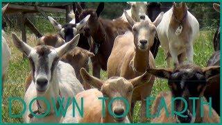 Down to Earth: Kauai Kunana Dairy – Artisan Goat Cheese Delights