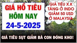 Giá hồ tiêu hôm nay ngày 24/5/2025|Bà con đóng kho khi giá tiêu lao dốc mạnh