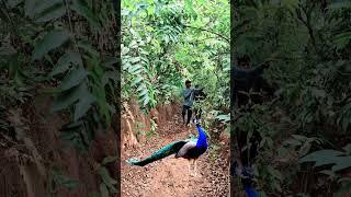 Real Peacock Catching #jungle #discovery#shortvideos #vfx #animals #vfxind #viral #shorts