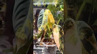 Philodendron 2.0 | NEW! Hybrids Variegated and Tricolor Beauties!