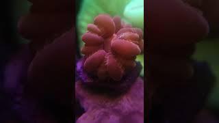 Red cynarina #marineaquarium #aquarium #shortvideo #shorts #coral #coralreeftank #reels #fyp