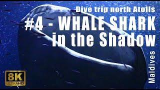 8k dive - Whale Shark in the Shadow - A Dive Trip in the Northern in the Maldives - Showreel