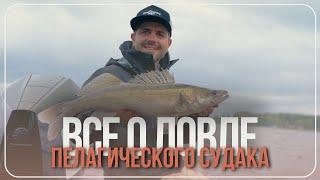 Ловля пелагического судака от А до Я