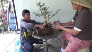 A Day in the Life of Bonsai Iligan: Bonsaing a Crape Myrtle
