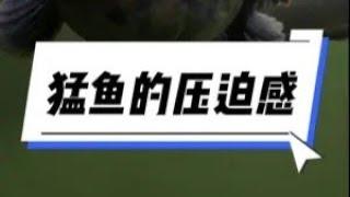 小鱼：这逆天的匹配机制…… #养鱼日记 #观赏鱼 #水族 #鱼缸里的大自然 #猛鱼