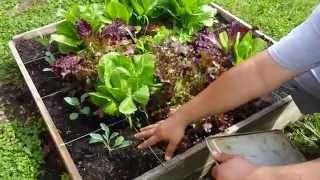Continuous harvest veggies