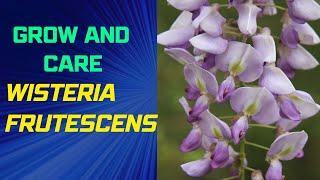 How to Grow and Care for Wisteria frutescens