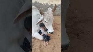 jay gou mata #cow #gaya #gau #cowvideos #cow chiladran #keshav ki masti