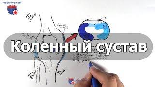 Анатомия коленного сустава - meduniver.com