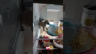 puppy eating cake in fridge️‍🩹