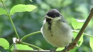 great tit chick