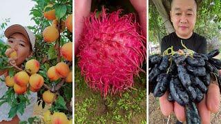 Farm Fresh Ninja Fruit Cutting | Oddly Satisfying Fruit Ninja #16