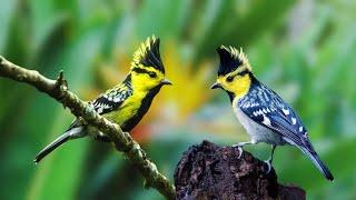 Birds Singing - Soothing Bird Sounds, Relaxing Nature Sounds for Sleep - Gsus4 Officical