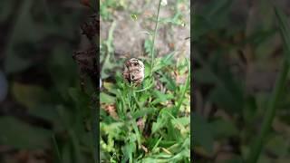Майский жук🪲 #video #alessandro_farrini #природа #красивоевидео #весна