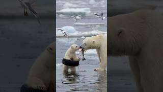 A female sailor rescues an injured polar bear cub, a story about loving animals