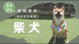 日本柴犬同秋田犬點樣分 幼年期注意犬隻訓練防護食攻擊問題 動物百科 動物蘋台果籽 香港 Apple Daily原刊日期20201007