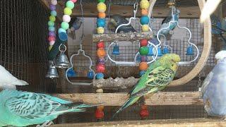 3 Hr Budgies Chirping Talking Singing Parakeets Sounds Reduce Stress Relax to Nature Sounds