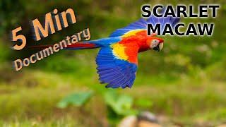 Scarlet Macaw - 5 Minute Documentary