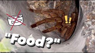 Feeding leftover ‘Fish Food’ to my Tarantulas ...