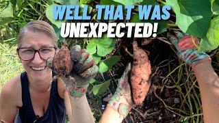 My SURPRISING Sweet Potato Harvest