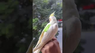 Bird Harness | Cockatiel Harness