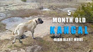 KANGAL PUPPY HIGH ALERT MODE | 5 MONTH OLD TURKISH KANGAL DOG