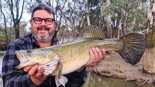 Winter Murray cod fishing with cheese