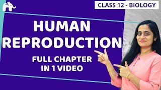 Human Reproduction Class 12 | NCERT Chapter 3| One Shot | CBSE NEET