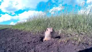 Суслик взвизгнул в панике!) gopher