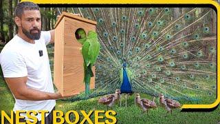 How to build a bird nest box, New peachicks finally at the farm and The parrots are laying again 