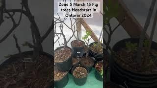 Zone 5 March 15 Fig trees Headstart in Ontario 2024 #figtrees #earlystartgarden #greenhouse