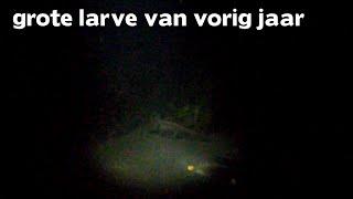 17-04-2015 Larve [L. vulgaris] op jacht