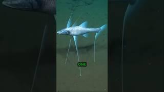 Tripod Fish The Deep Sea Predator with Hands