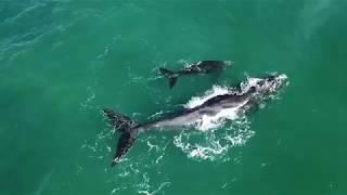 Increíble Ballena Franca Austral Enseñando a Nadar a su Cría