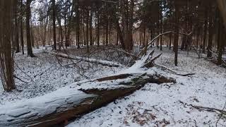 Snow forest 4k