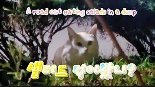 A road cat eating salads in a dump 쓰레기장에서 샐러드를 먹고있는고양이 The Cat I Saw in the Dark Night