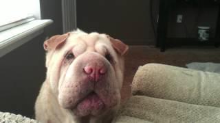 Shar pei crying to go out #1