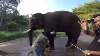 Cleaning Out an Abscess on an Elephant