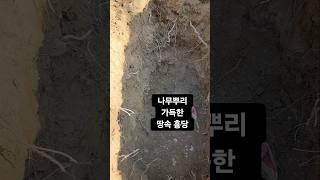 흉당에 누워계신 부모님 이제야 밝은곳으로 옮겨드립니다. 나무뿌리 뻗어 화를 가져온다 #풍수지리 #풍수인테리어 #명당