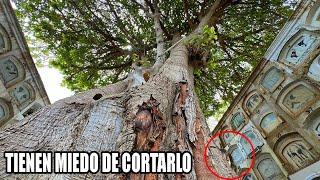 Una LEYENDA maldita EVITA QUE CORTEN ESTE ÁRBOL | Dilo Nomás