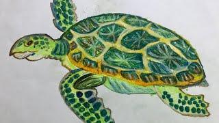 How to draw Turtle | Learn Drawing For Kids | Simple Techie Artist
