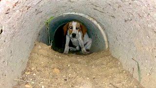 Skinny Abandoned Puppy Found Shelter In The Pipe | Dog Rescue Shelter
