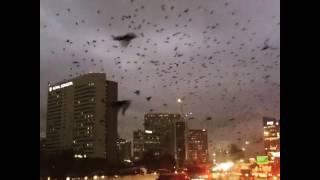 Huge Flock of Birds Take Over City