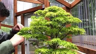 How to Level-up a Japanese Maple Bonsai