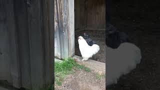 Young blue ameraucana rooster meeting Sultan for the first time