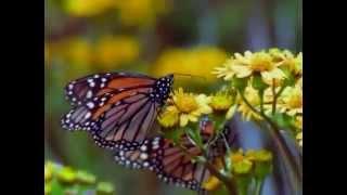 Monarch Butterfly Amazing Migration