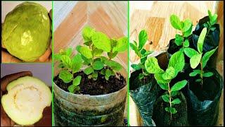 How to grow Guava tree from seeds easily | 0-3 month results from green fruit