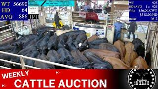 6/11/2024 - Beaver County Stockyards Weekly Cattle Auction